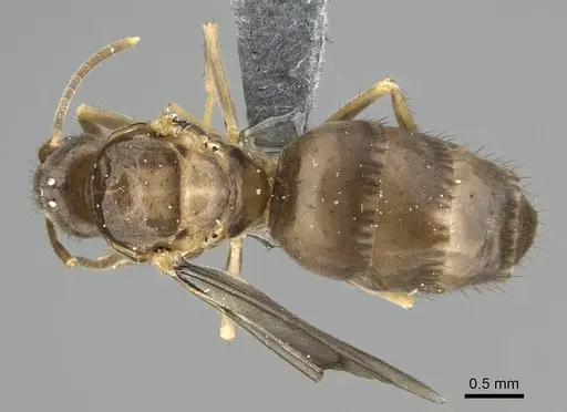 Nylanderia guatemalensis - CASENT0767550