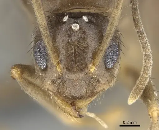 Nylanderia guatemalensis - CASENT0767550