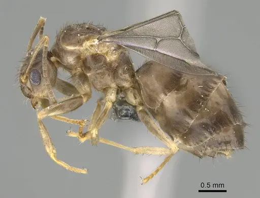 Nylanderia guatemalensis - CASENT0767550