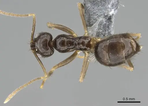 Nylanderia guatemalensis - CASENT0767551