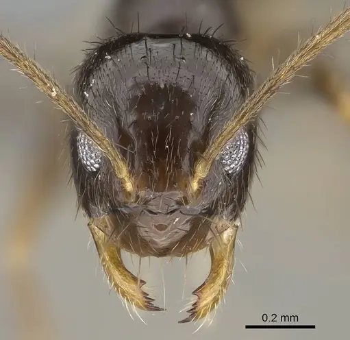 Nylanderia guatemalensis - CASENT0767551