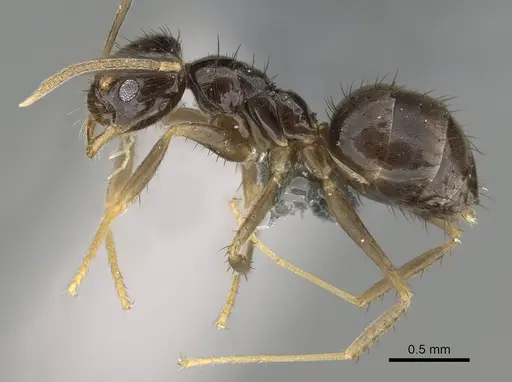 Nylanderia guatemalensis - CASENT0767551