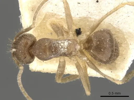 Nylanderia guatemalensis - CASENT0903131