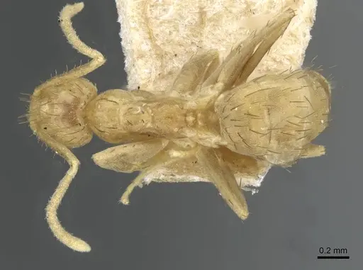 Nylanderia guatemalensis - CASENT0911038