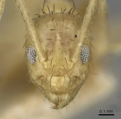 Nylanderia guatemalensis - CASENT0911038