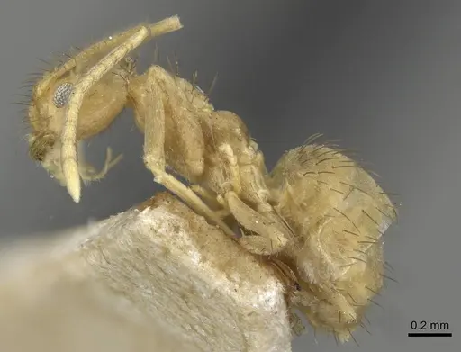 Nylanderia guatemalensis - CASENT0911038