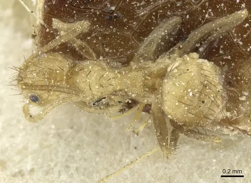 Nylanderia guatemalensis - CASENT0912303