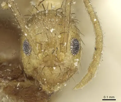 Nylanderia guatemalensis - CASENT0912303