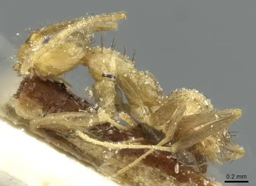 Nylanderia guatemalensis - CASENT0912303