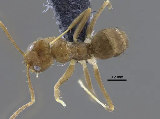 Nylanderia guatemalensis - CBUMAGENT41821