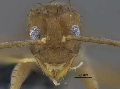 Nylanderia guatemalensis - CBUMAGENT41821