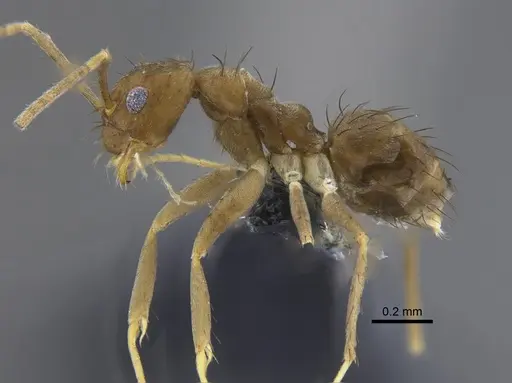 Nylanderia guatemalensis - CBUMAGENT41821