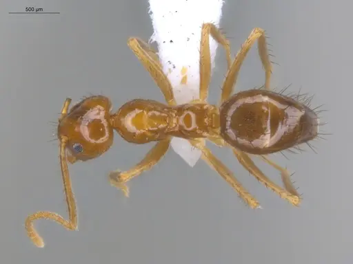 Nylanderia guatemalensis - ECOFOG-MI15-0288-24