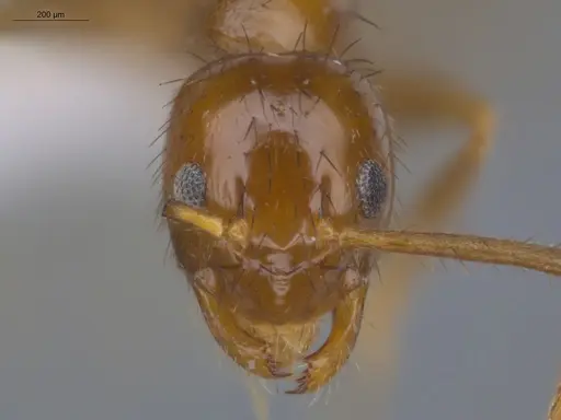 Nylanderia guatemalensis - ECOFOG-MI15-0288-24