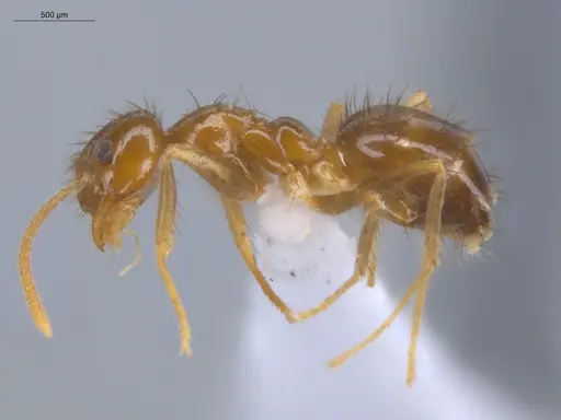 Nylanderia guatemalensis - ECOFOG-MI15-0288-24