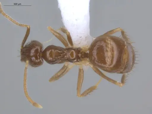 Nylanderia guatemalensis - ECOFOG-MI15-0415-21