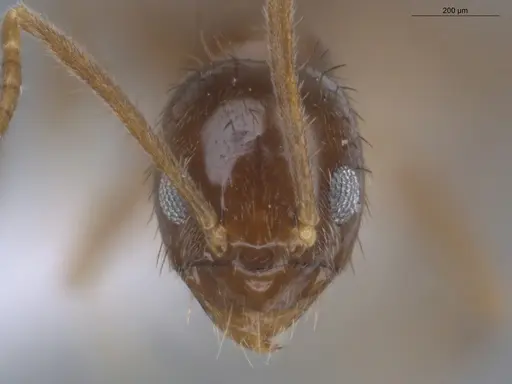 Nylanderia guatemalensis - ECOFOG-MI15-0415-21