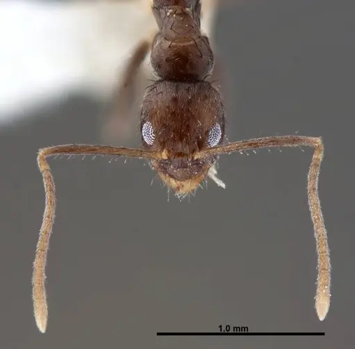 Nylanderia guatemalensis - FMNHINS0000088662