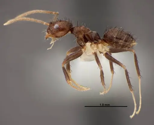 Nylanderia guatemalensis - FMNHINS0000088662