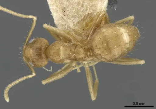 Nylanderia guatemalensis - USNMENT00753568