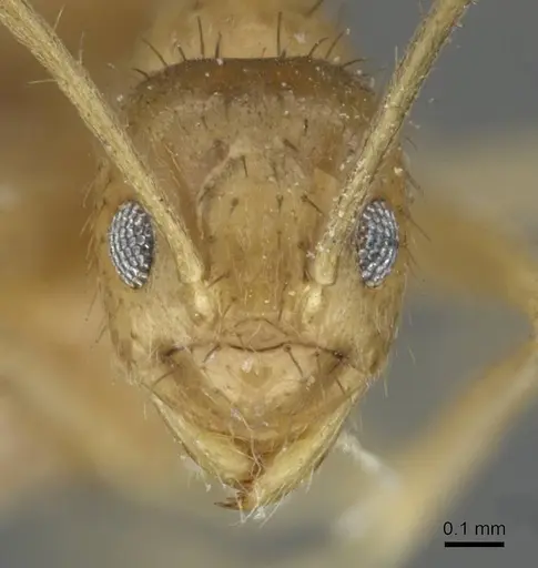 Nylanderia guatemalensis - USNMENT00753568