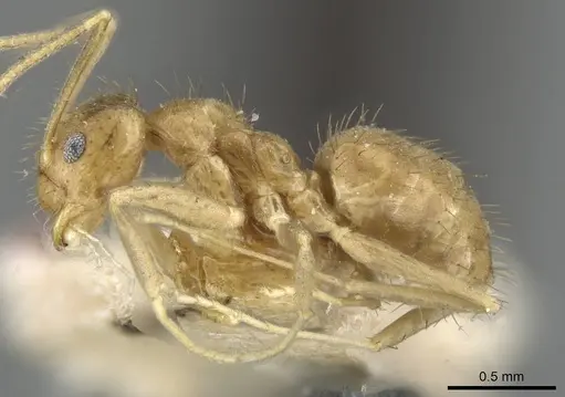 Nylanderia guatemalensis - USNMENT00753568