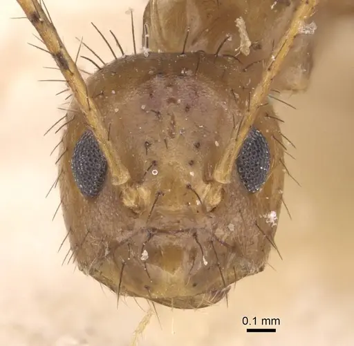 Nylanderia helleri specimen