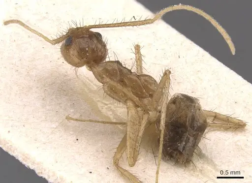 Nylanderia helleri specimen