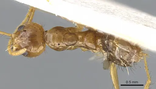 Nylanderia helleri - CASENT0905837