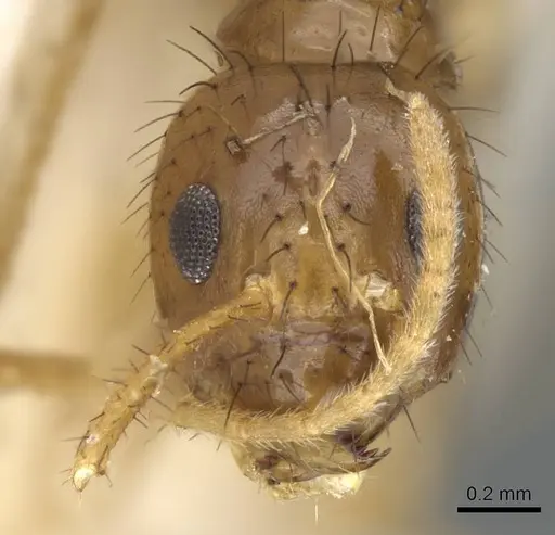 Nylanderia helleri - CASENT0905837