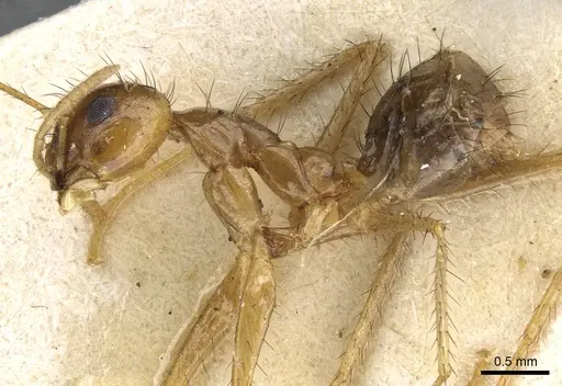 Nylanderia helleri - CASENT0905837