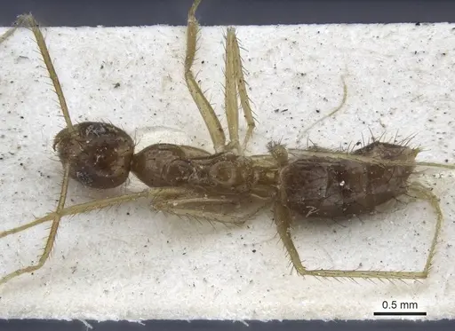 Nylanderia helleri - CASENT0916658