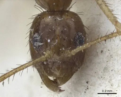 Nylanderia helleri - CASENT0916658