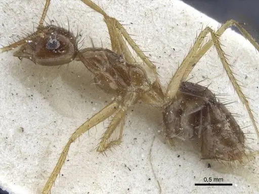 Nylanderia helleri - CASENT0916658