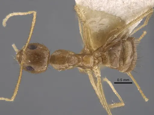 Nylanderia helleri - CASENT0917311