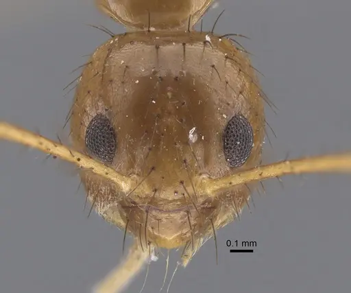 Nylanderia helleri - CASENT0917311