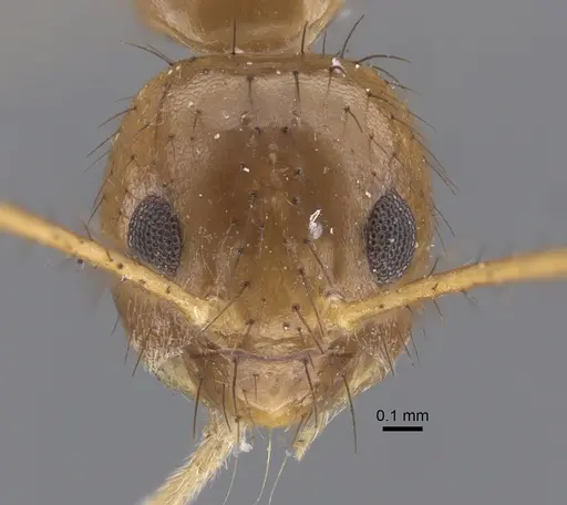 Nylanderia helleri - CASENT0917311