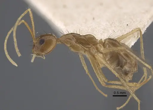 Nylanderia helleri - CASENT0917311