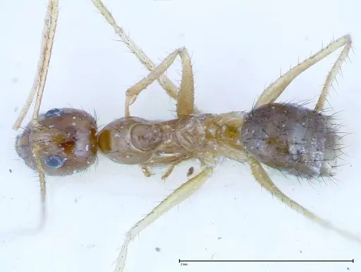 Nylanderia helleri - FOCOL0146