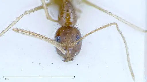 Nylanderia helleri - FOCOL0146