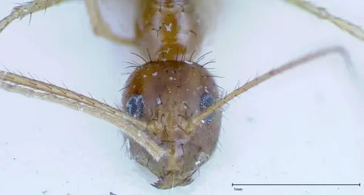 Nylanderia helleri - FOCOL0146