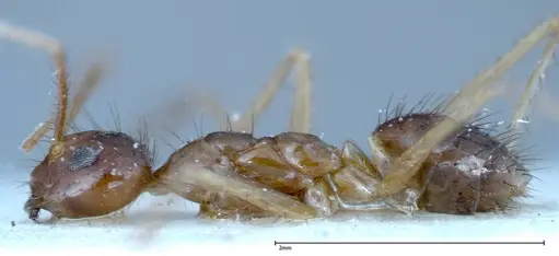 Nylanderia helleri - FOCOL0146