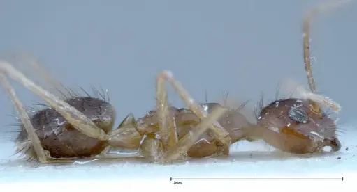 Nylanderia helleri - FOCOL0146