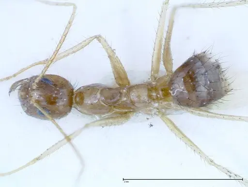 Nylanderia helleri - FOCOL0147