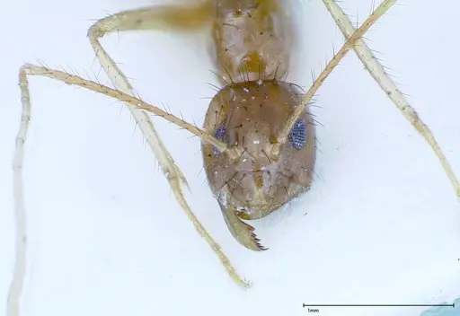 Nylanderia helleri - FOCOL0147