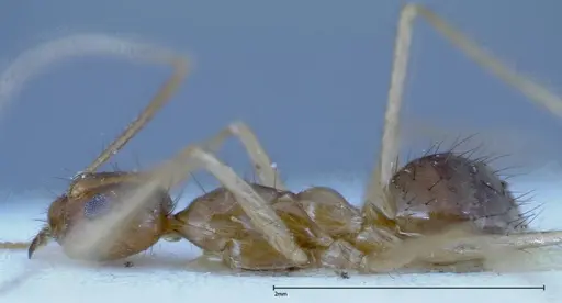 Nylanderia helleri - FOCOL0147