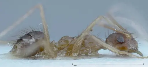 Nylanderia helleri - FOCOL0147