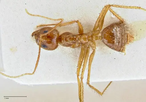 Nylanderia helleri - FOCOL2722