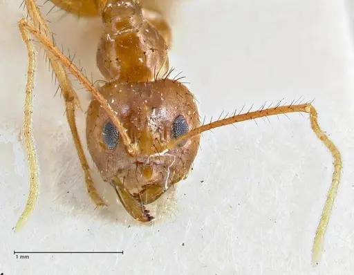 Nylanderia helleri - FOCOL2722