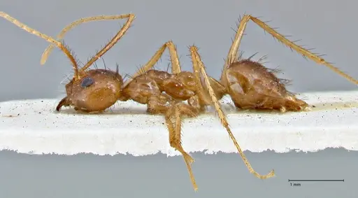 Nylanderia helleri - FOCOL2722